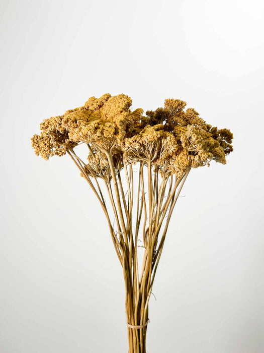 ACHILLEA » natural - TEA