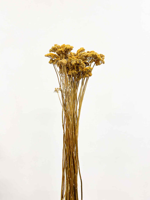 ROMUALDO » Mazzo di Achillea naturale grande