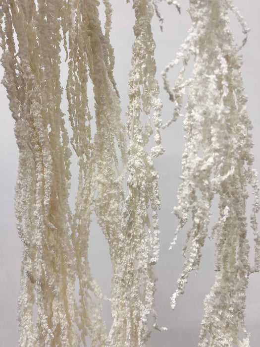 ADELMO » Amaranthus ricadente stabilizzato bianco