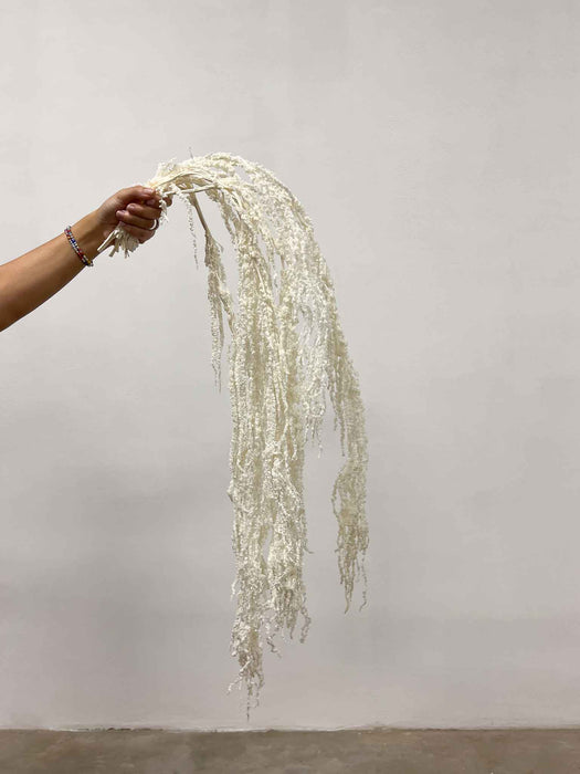 ADELMO » Amaranthus ricadente stabilizzato bianco