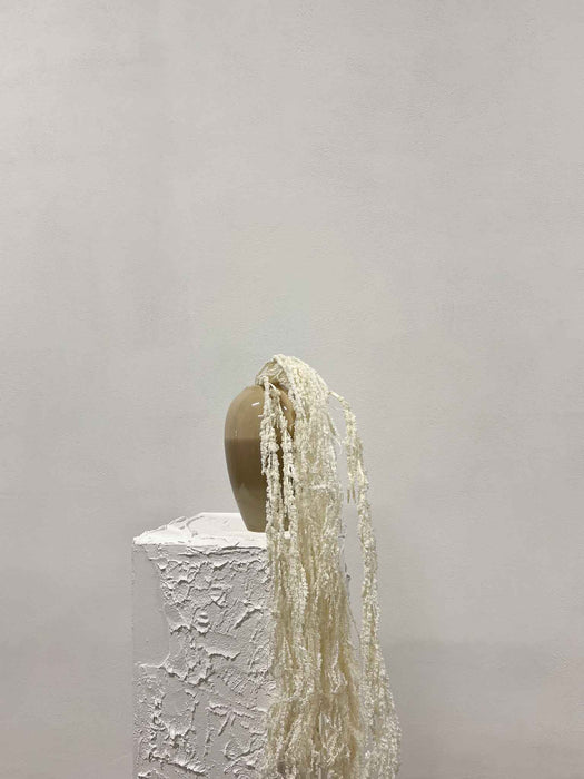 ADELMO » Amaranthus ricadente stabilizzato bianco