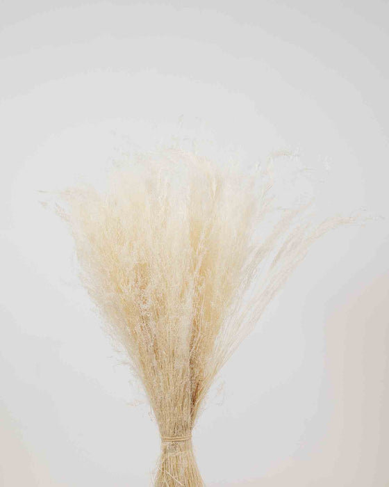 IAGO » Mazzo di Agrostis bianco