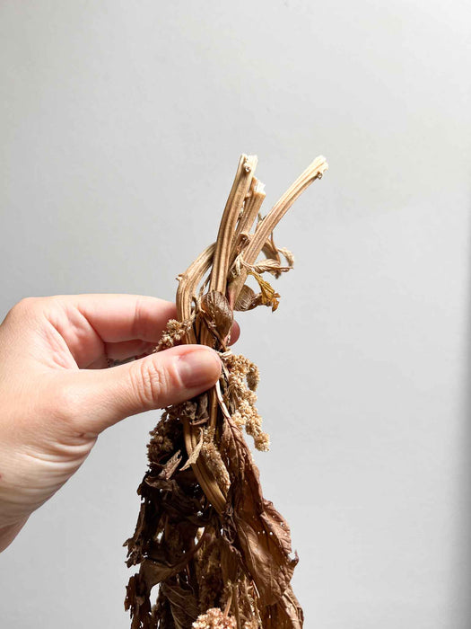 DAVIDE » Amaranthus ricadente stabilizzato marrone chiaro