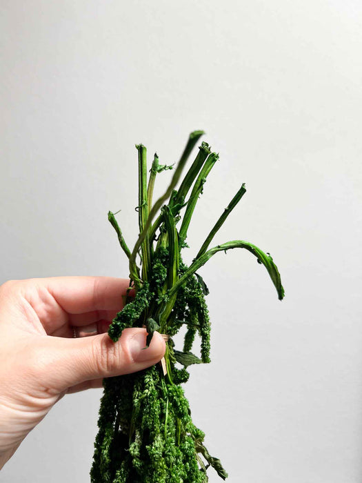 ODOACRE » Amaranthus ricadente stabilizzato verde scuro