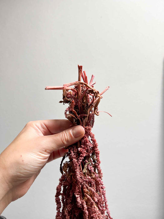 BICE » Amaranthus ricadente stabilizzato rosa antico