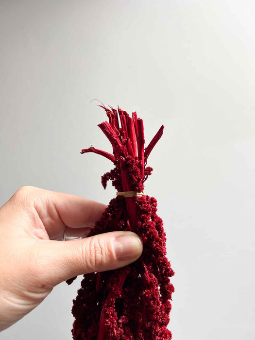 RAMONA » Amaranthus ricadente stabilizzato bordeaux