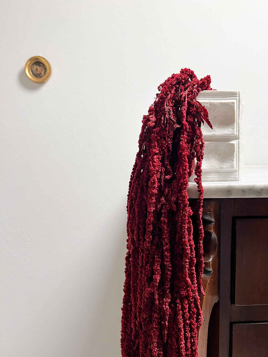 RAMONA » Amaranthus ricadente stabilizzato bordeaux