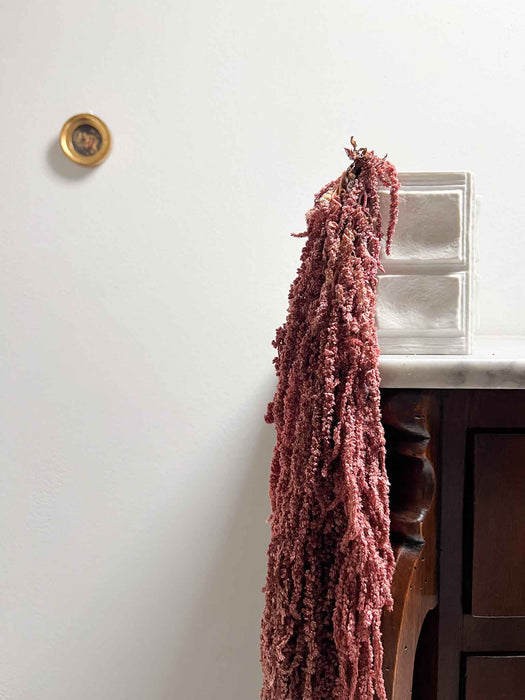 BICE » Amaranthus ricadente stabilizzato rosa antico