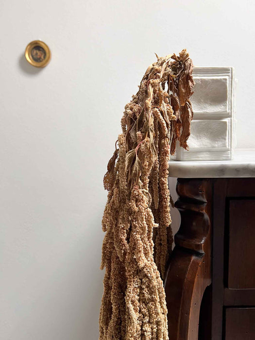 DAVIDE » Amaranthus ricadente stabilizzato marrone chiaro