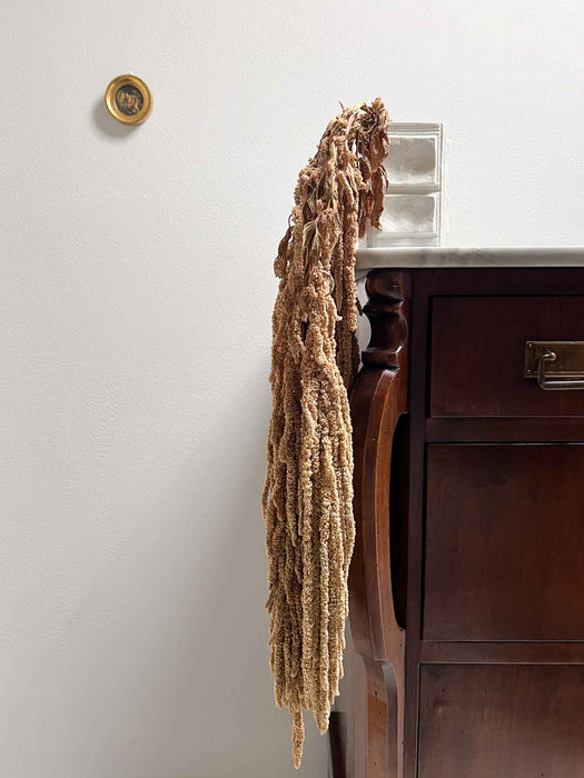 AMARANTHUS » light yellow green preserved - OLIVIERO