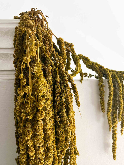 DINO » Amaranthus ricadente stabilizzato verde mandorla