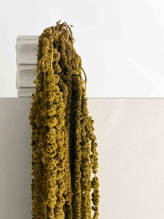 AMARANTHUS » preserved almond green - DINO