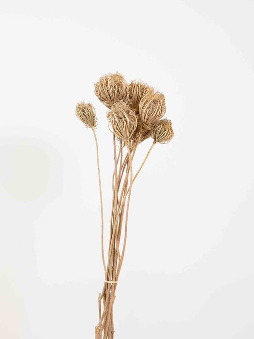 FOSCO » Mazzo di Ammi Majus naturale