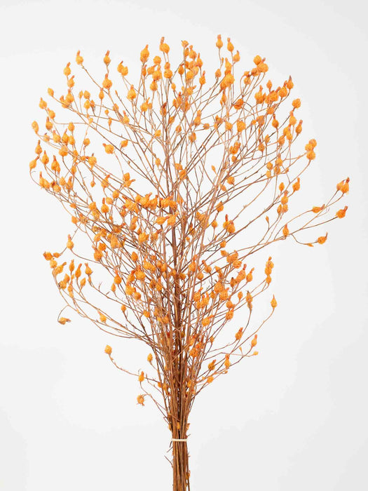 LEANDRO » Argentina arancione