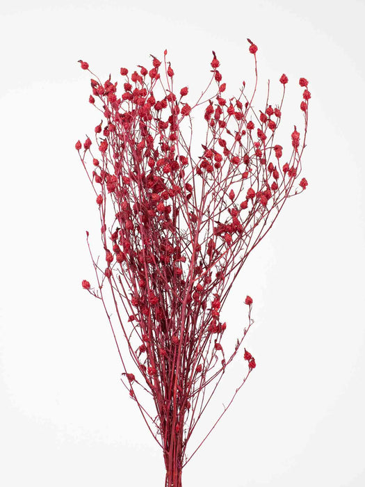 LEO » Argentina bordeaux