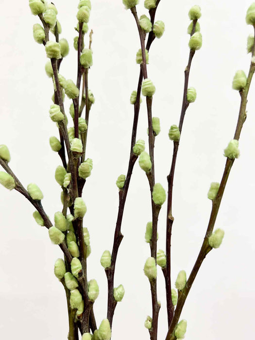 ASIA » Mazzo di Salice colorato essiccato verde menta