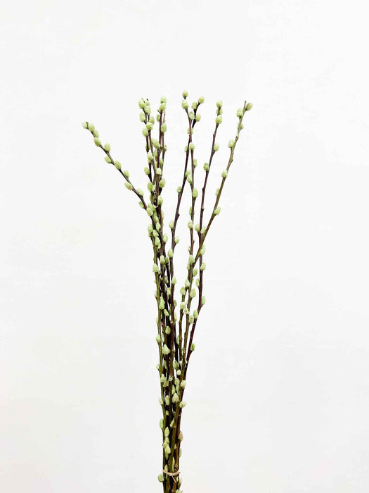 ASIA » Mazzo di Salice colorato essiccato verde menta