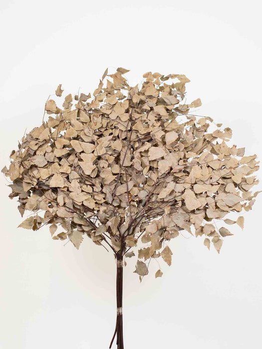 URBANO » Avencao naturale