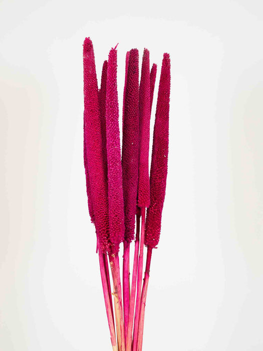 LUDOVICO » Mazzo di Babala magenta