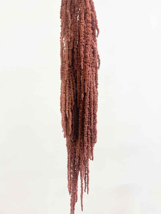BICE » Amaranthus ricadente stabilizzato rosa antico