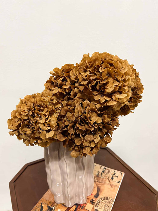 AMBRA » 5 ortensie stabilizzate marrone chiaro