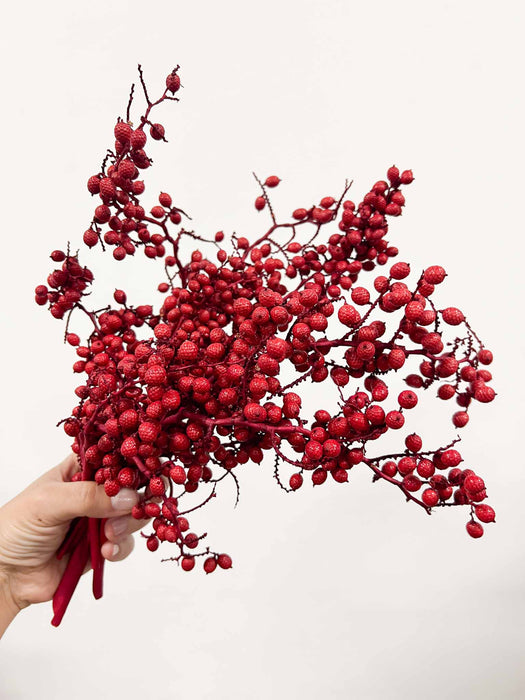 AURA » Fascio di bacche rosse naturali essiccate