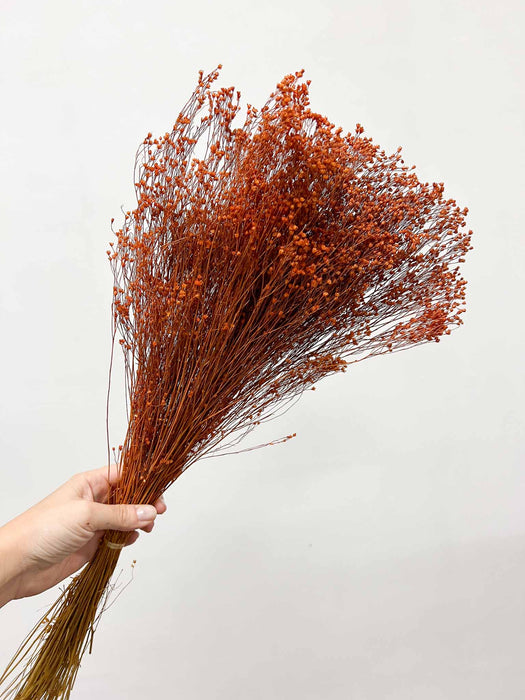 NIVEO » Mazzo di Broom Bloom arancione