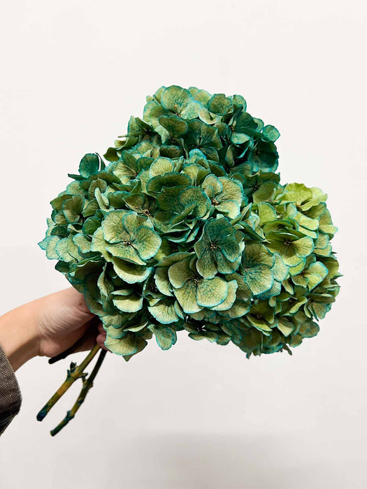 LEONARDA » 3 ortensie essiccate dalle tonalità sfumate dell'azzurro e verde
