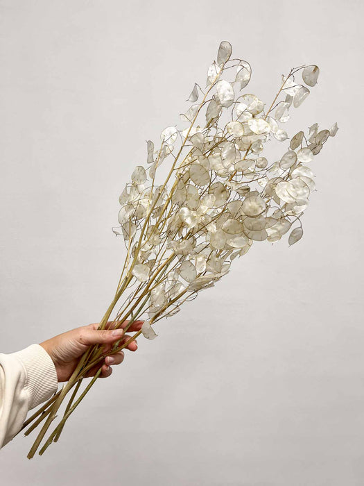 LUNA » Mazzo di Lunaria Sfogliata naturale
