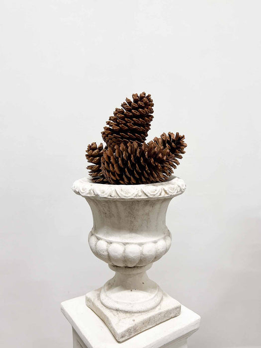 JAGO » 5 Pigne marittima naturale H15