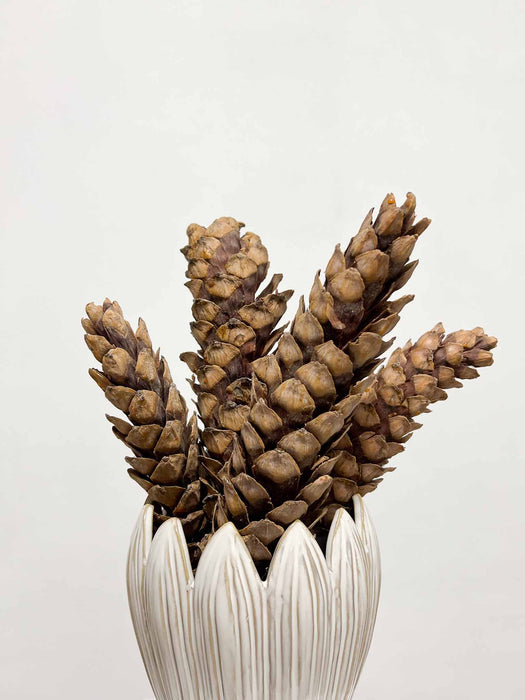 ZITA » 5 Pigne strobus naturale H20