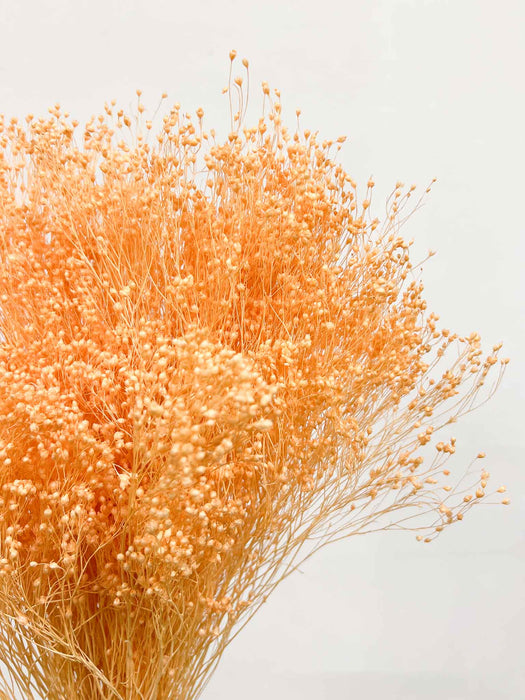 PATTY » Mazzo di Broom Bloom pesca