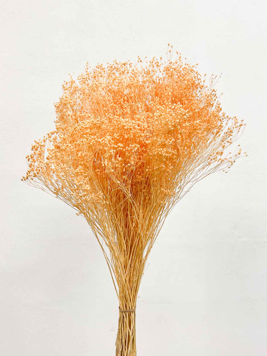 BROOM BLOOM » peach pink - PATTY