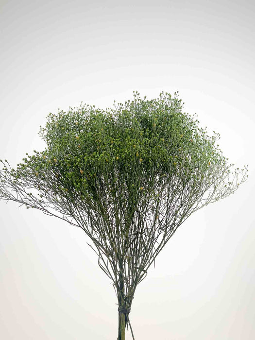 LORIS » Mazzo di Broom Bloom verde stabilizzato