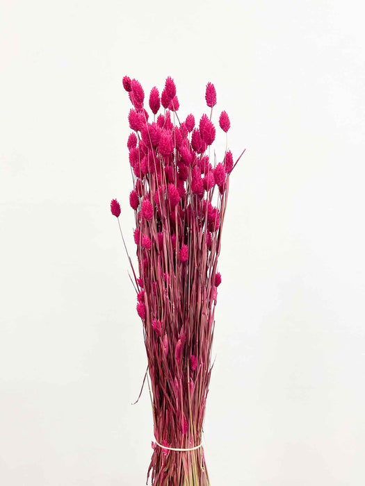 BRUNELLA » Mazzo di Phalaris magenta