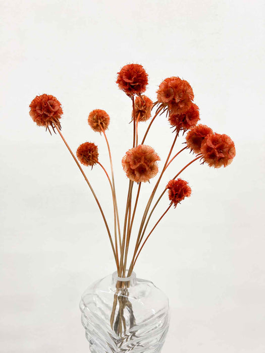 CARLA » Scabiosa Stellata stabilizzata arancione