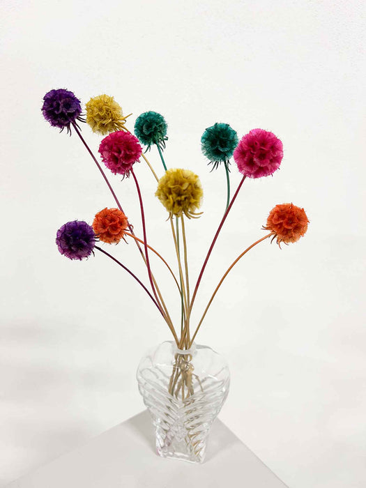 CARLA » Scabiosa Stellata stabilizzata multicolor