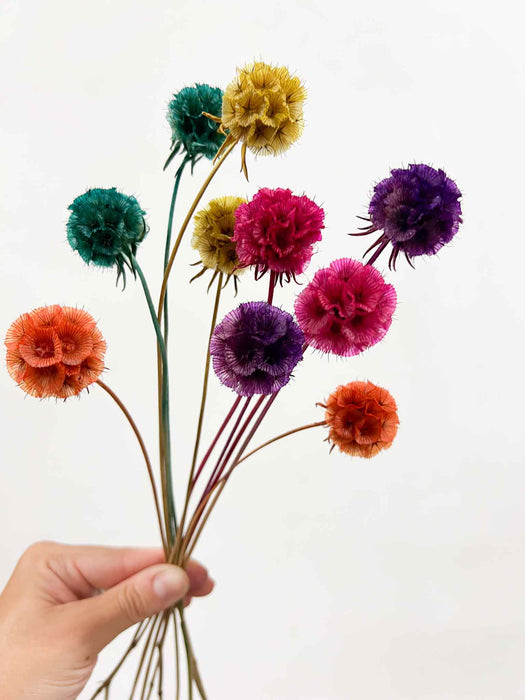 CARLA » Scabiosa Stellata stabilizzata multicolor