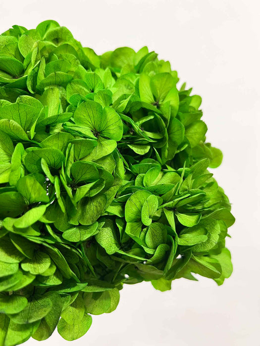 CLEOFE » Ortensia stabilizzata premium verde prato