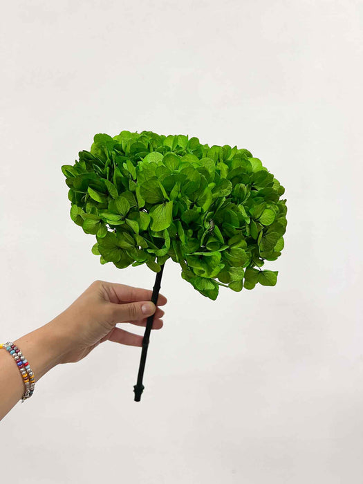 CLEOFE » Ortensia stabilizzata premium verde prato