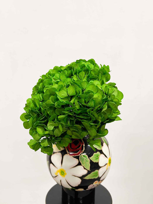 HYDRANGEA » white preserved premium