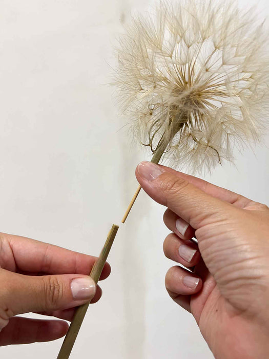 CLORINDA » Set da 4 steli del Frutto del fiore del Tragopogon o "soffione"