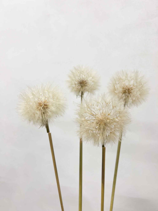 CLORINDA » Set da 4 steli del Frutto del fiore del Tragopogon o "soffione"