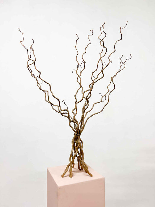 EDGAR » Corylus naturale essiccato