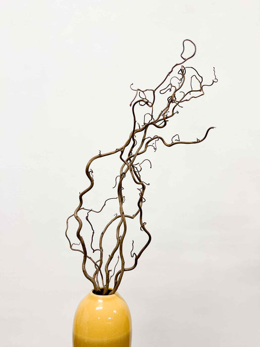 EDGAR » Corylus naturale essiccato