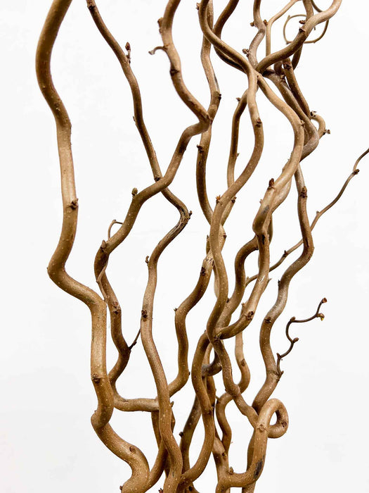 EDGAR » Corylus naturale essiccato