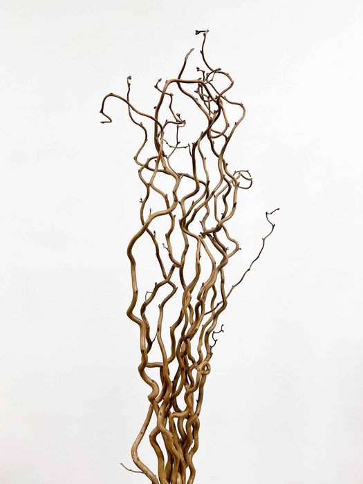 EDGAR » Corylus naturale essiccato