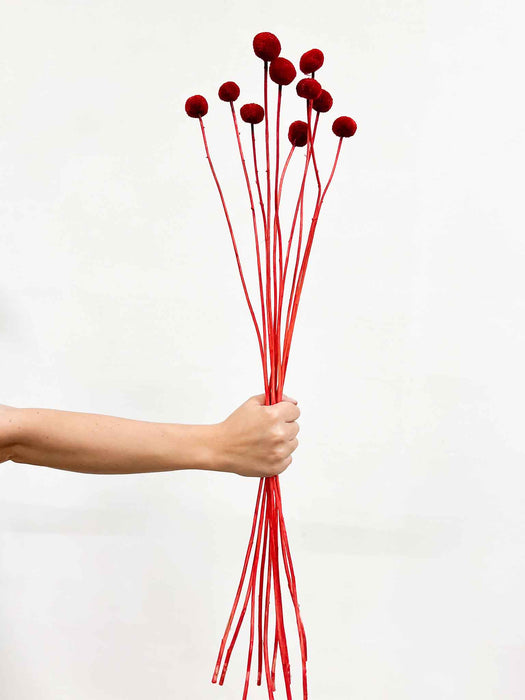 RUDOLPH » Mazzo di Craspedia rosso 10 steli
