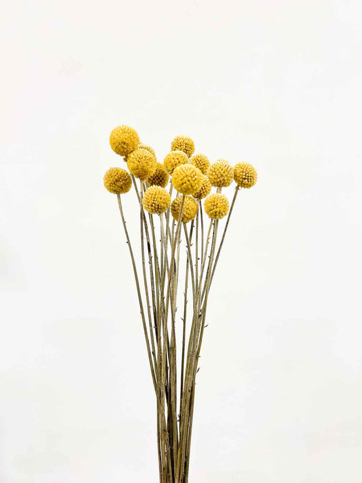 GIORGIO » Mazzo di Craspedia naturale 20 steli