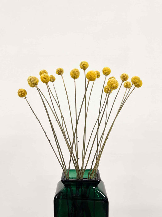 GIORGIO » Mazzo di Craspedia naturale 20 steli